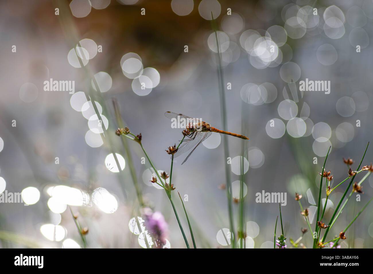 Libelle. Gemeinsamer Darter. Männlich. Ruht auf violettem Heidekraut. Neuer Wald. Stockfoto