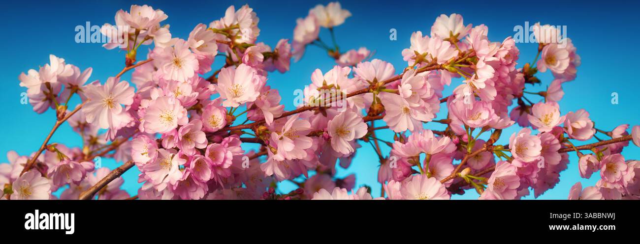 Schöne rosa Kirschblüten auf einem Zweig im Frühling, Panorama-Nahaufnahme mit blauem Hintergrund Stockfoto Schöne rosa Kirschblüten auf einem Zweig im Frühling, Panorama-Nahaufnahme mit blauem Hintergrund Stockfoto