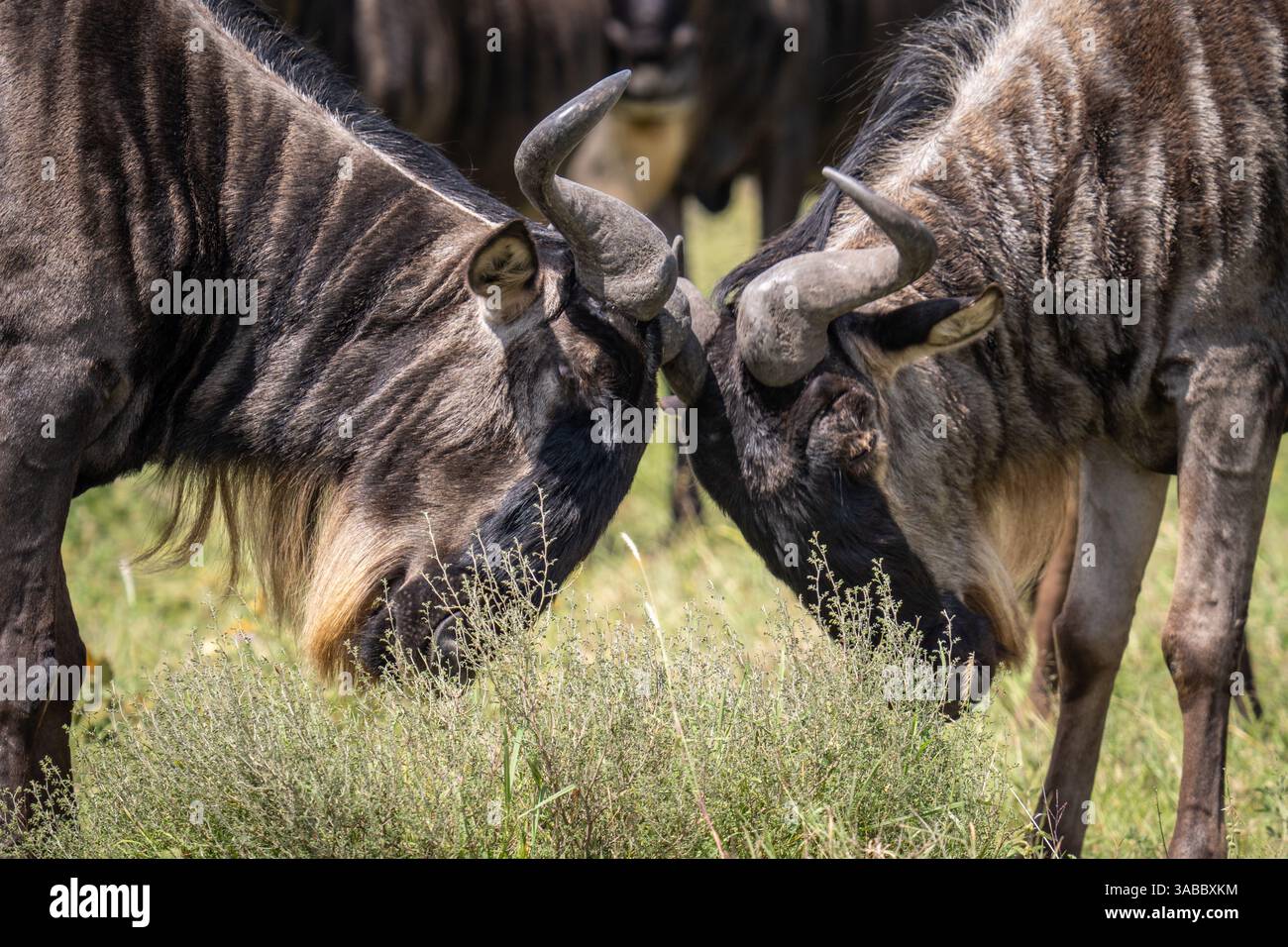 Blaue Gnus (Connochaetes taurinus) Sparring in der Serengeti, Tansania Stockfoto
