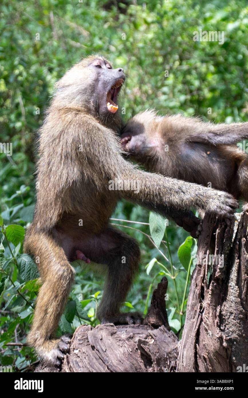 Olivenpaane (Papio Anubis) spielen Kämpfe in der Serengeti, Tansania Stockfoto