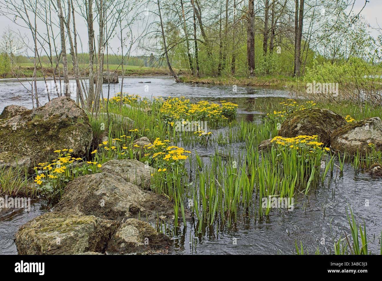 Wilde Sumpfblume (Caltha palustris) blüht im Fluss Vaalimaanjoki bei bewölktem Frühlingswetter, Mattila, Lappeenranta, Finnland. Stockfoto