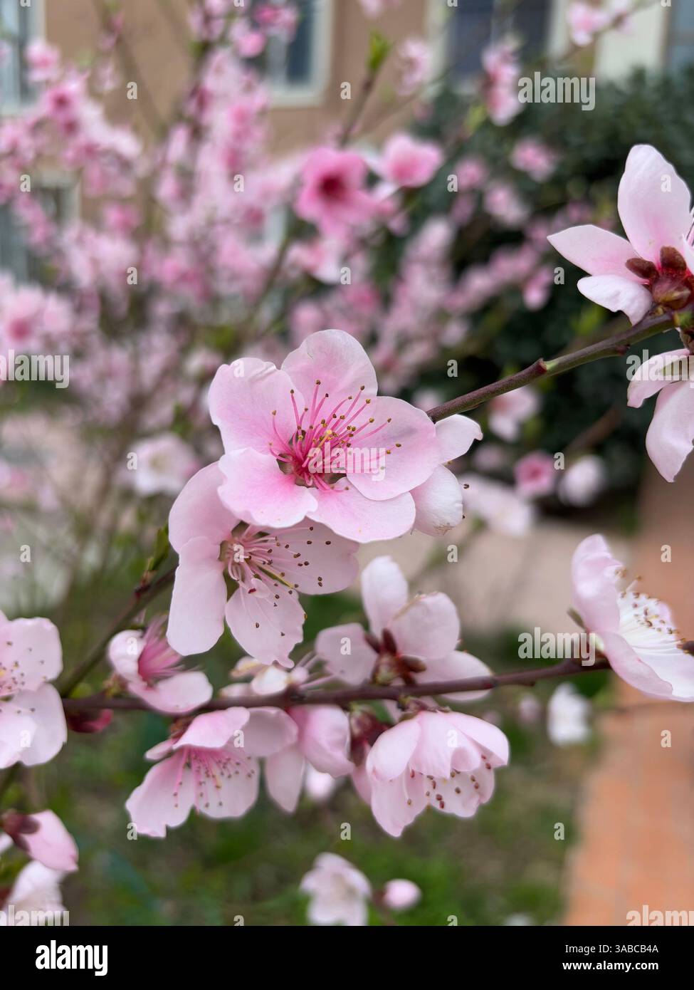 Blühende rosa Frühlingsblume auf einem kleinen Zweig, Nahaufnahme einer Blume, verschwommener Hintergrund, Natur im Freien, Frühlingssaison - Smartphone-aufgenommenes Stockfoto