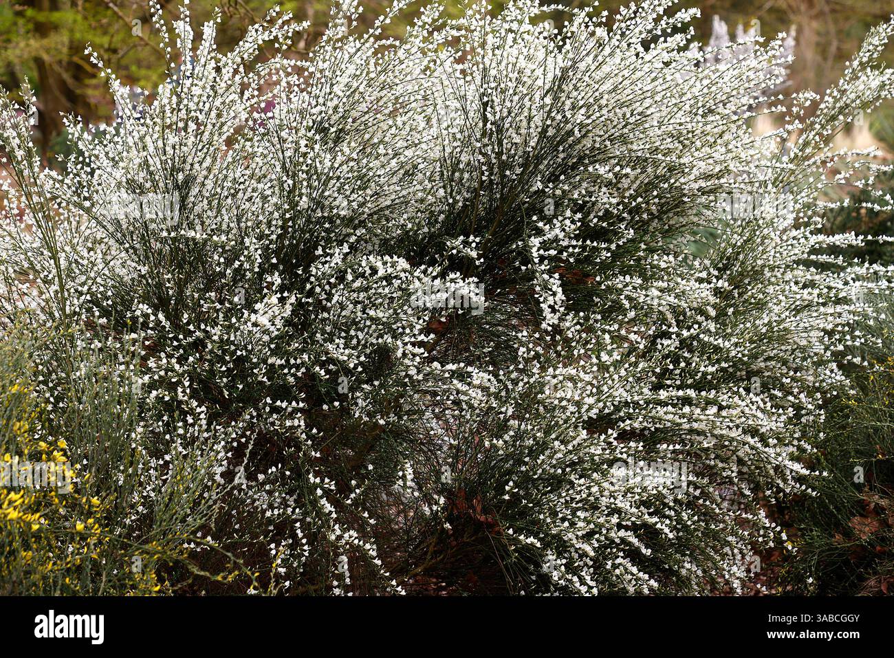 Nahaufnahme der weißen Blüten des spätfrühlingsblühenden Gartenstrauchs cytisus x praecox albus. Stockfoto