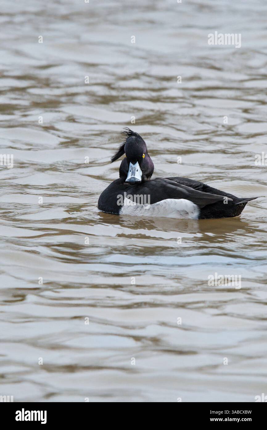 Eine männliche Tufted Duck Aythya fuligula auf dem Trenance Boating Lake in Newquay in Cornwall in Großbritannien. Stockfoto