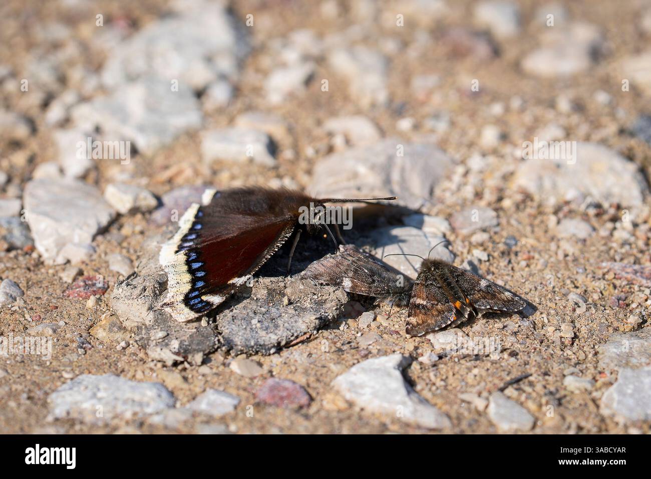Trauermantel und orangefarbener Unterflügel, auf dem Boden sitzend. Nymphalis antiopa und Archiearis parthenias erwärmen sich in der Frühfrühlingssonne nach Winterschlaf. Stockfoto