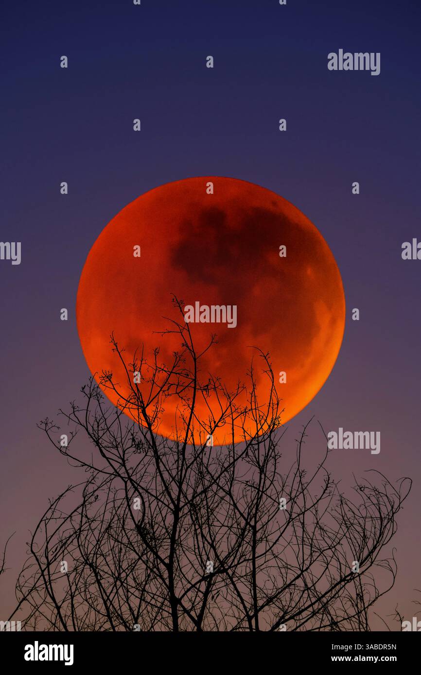 Totale Mondfinsternis, 'Blood Moon' mit Baumsilhouette, Pennsylvania USA Stockfoto