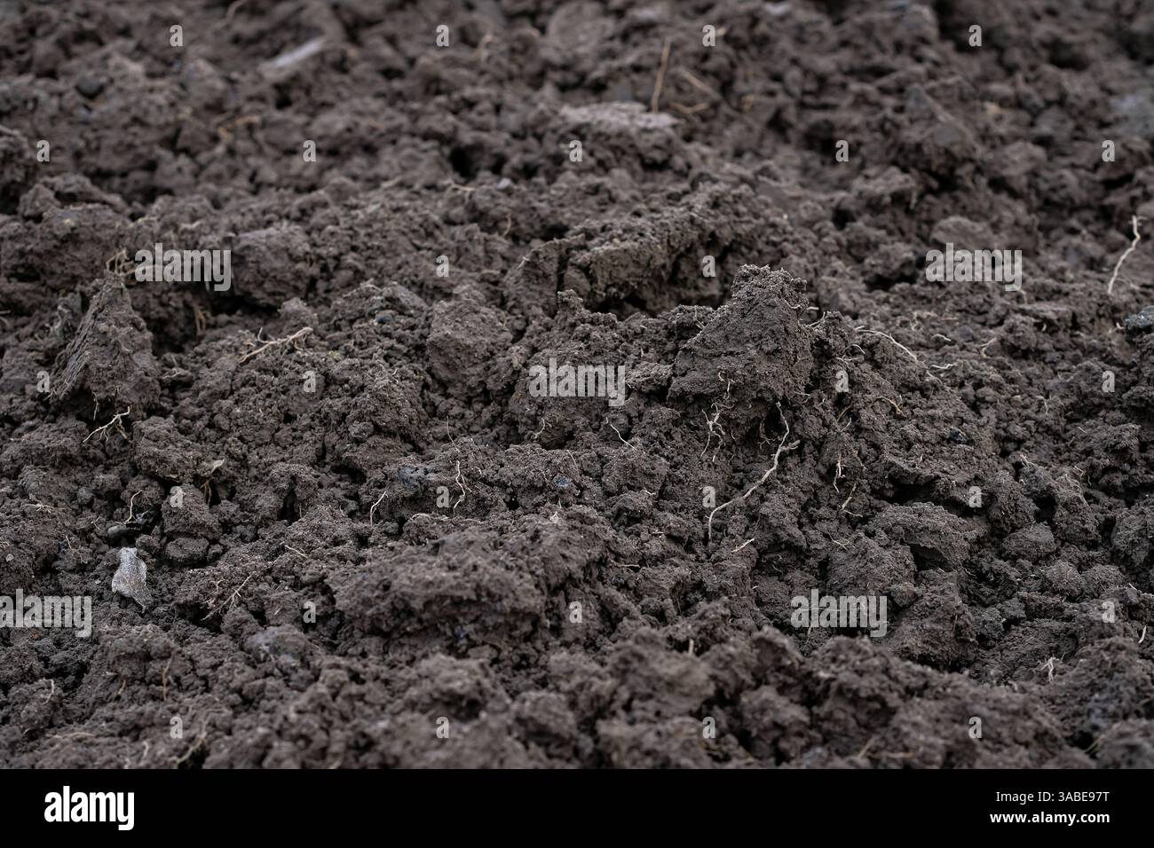 Die Bodenbeschaffenheit in der Landwirtschaft. Graben mit Schaufel. Selektiver Fokus. Stockfoto