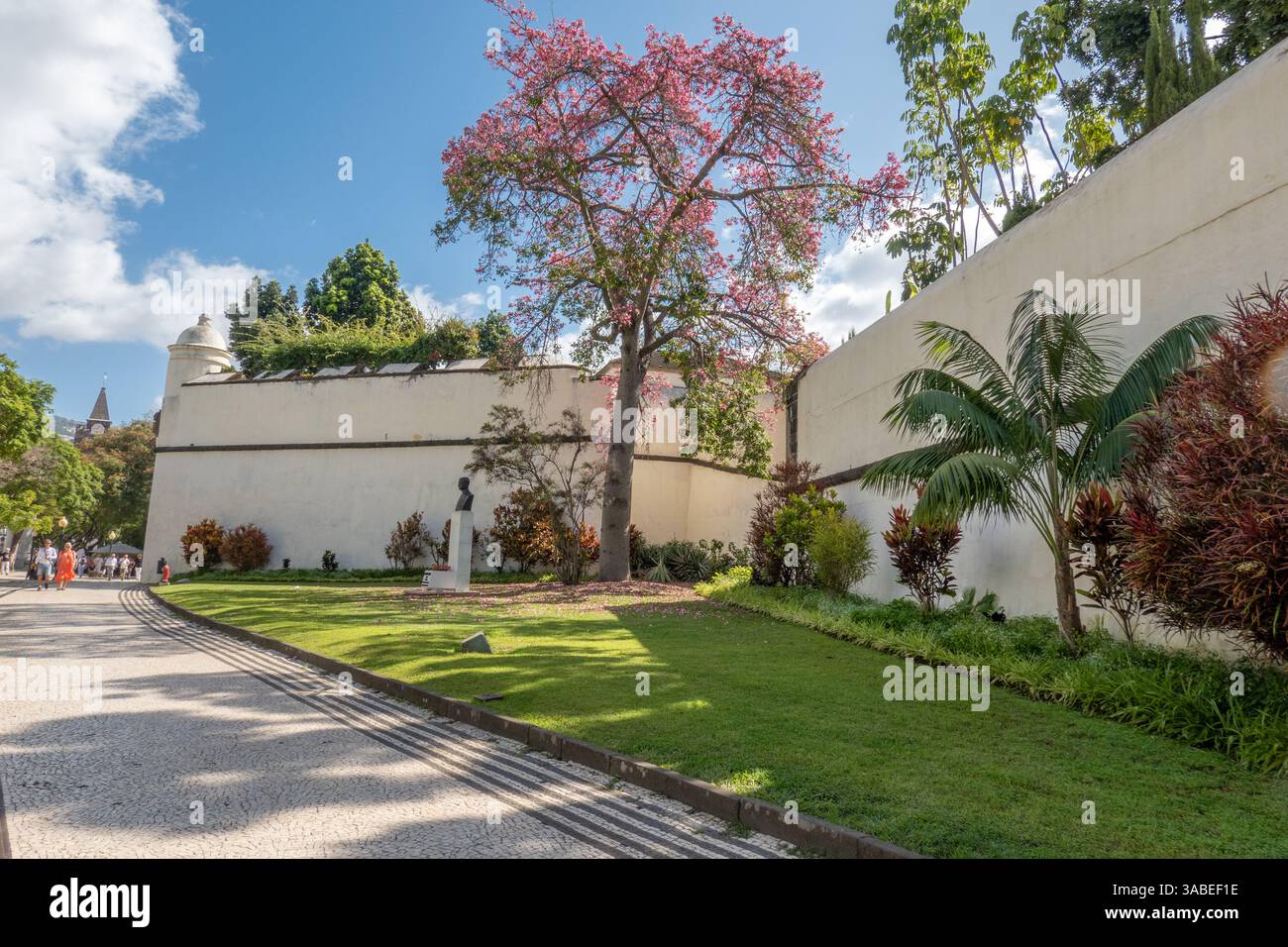 Blütenbaum und Garten in Placa Central da Avenida Arriaga, Funchal, Madeira Portugal, Büste von Dr. João Abel de Freitas, Stockfoto Stockfoto Blütenbaum und Garten in Placa Central da Avenida Arriaga, Funchal, Madeira Portugal, Büste von Dr. João Abel de Freitas, Stockfoto Stockfoto
