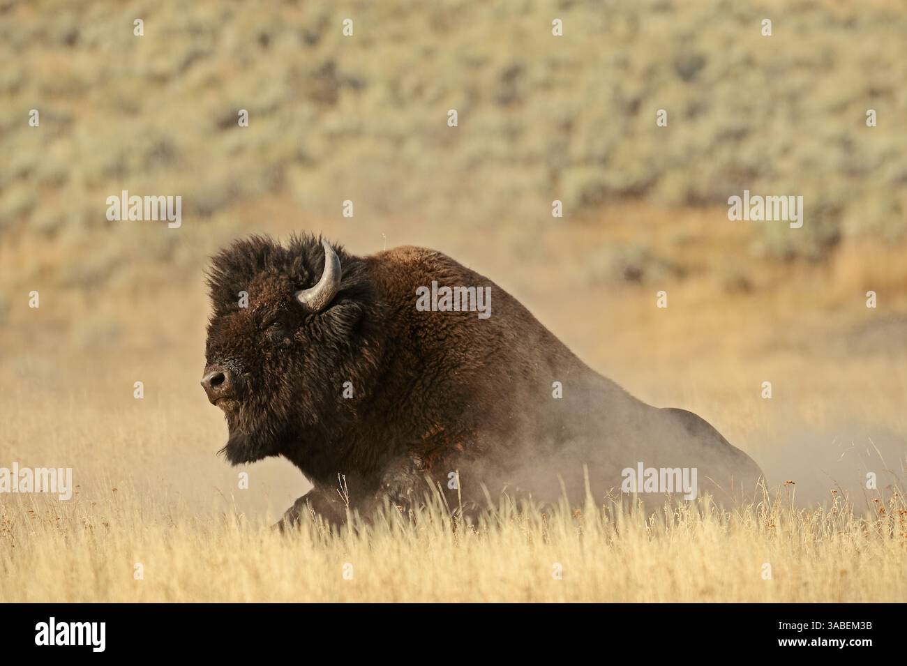 American Bison (Bison Bison), Bull, Yellowstone National Park, Wyoming, USA | Amerikanischer Bison (Bos Bison, Bison Bison), Bulle Stockfoto