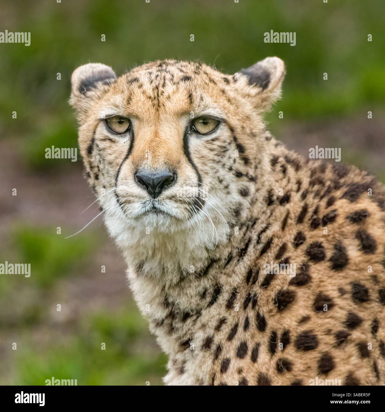 Gepardenblick Stockfoto