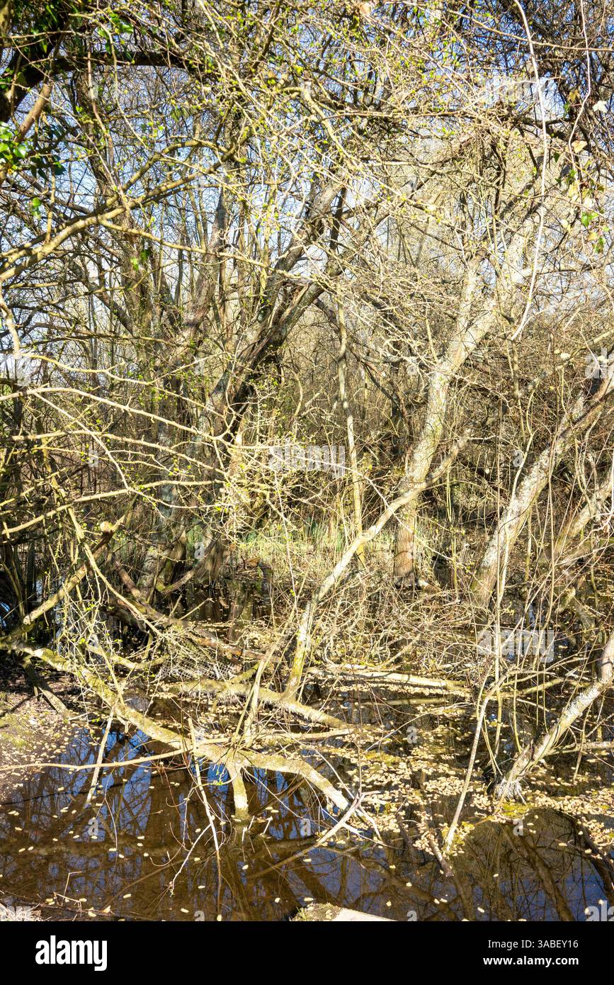 Verworrene Bäume und Äste im Wasser Stockfoto
