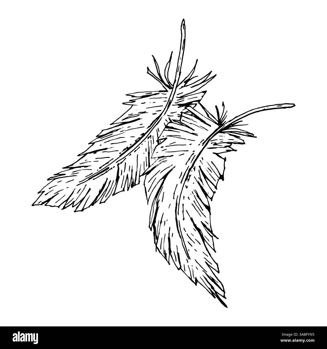 Handgezeichnete schwarz-weiße Tusche Illustration von zwei Vogelfedern. Linearmuster im Vintage-Stil mit rauen Kanten und strukturierten Details. Geeignet für Boho Stock Vektor