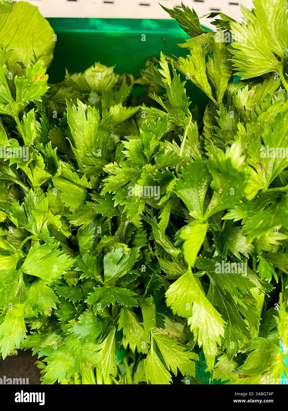 Frischer grüner Sellerie auf dem Gemüsemarkt - Smartphone-aufgenommenes Stockfoto