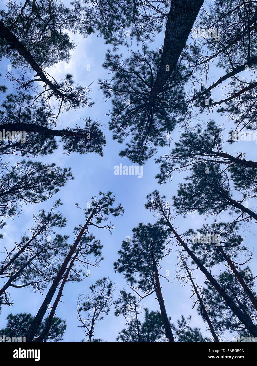 kiefernwälder, die vom Boden aus gegen den blauen Himmel gefangen wurden - Smartphone-aufgenommenes Stockfoto