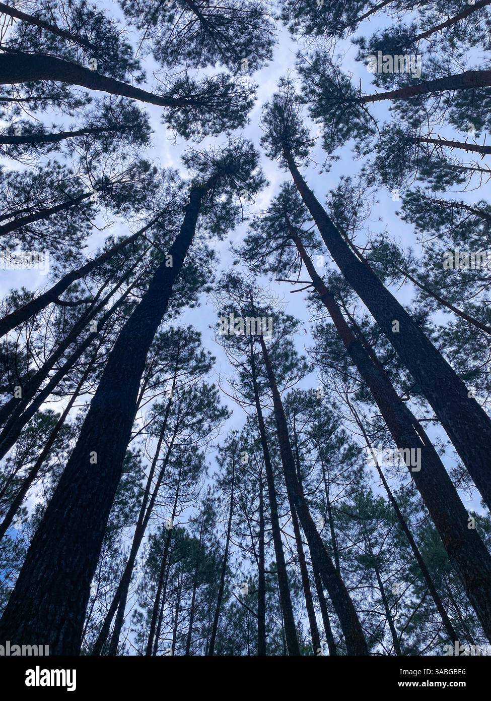 kiefernwälder, die vom Boden aus gegen den blauen Himmel gefangen wurden - Smartphone-aufgenommenes Stockfoto