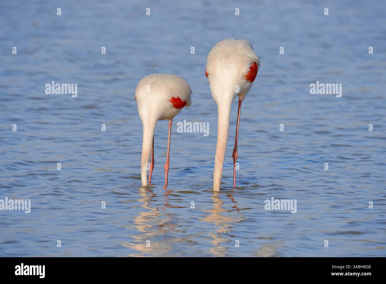 Greater Flamingo (Phoenicopterus roseus), Camargue, Provence, Frankreich | Rosaflamingo (Phoenicopterus roseus), Camargue, Provence, Südfrankreich Stockfoto