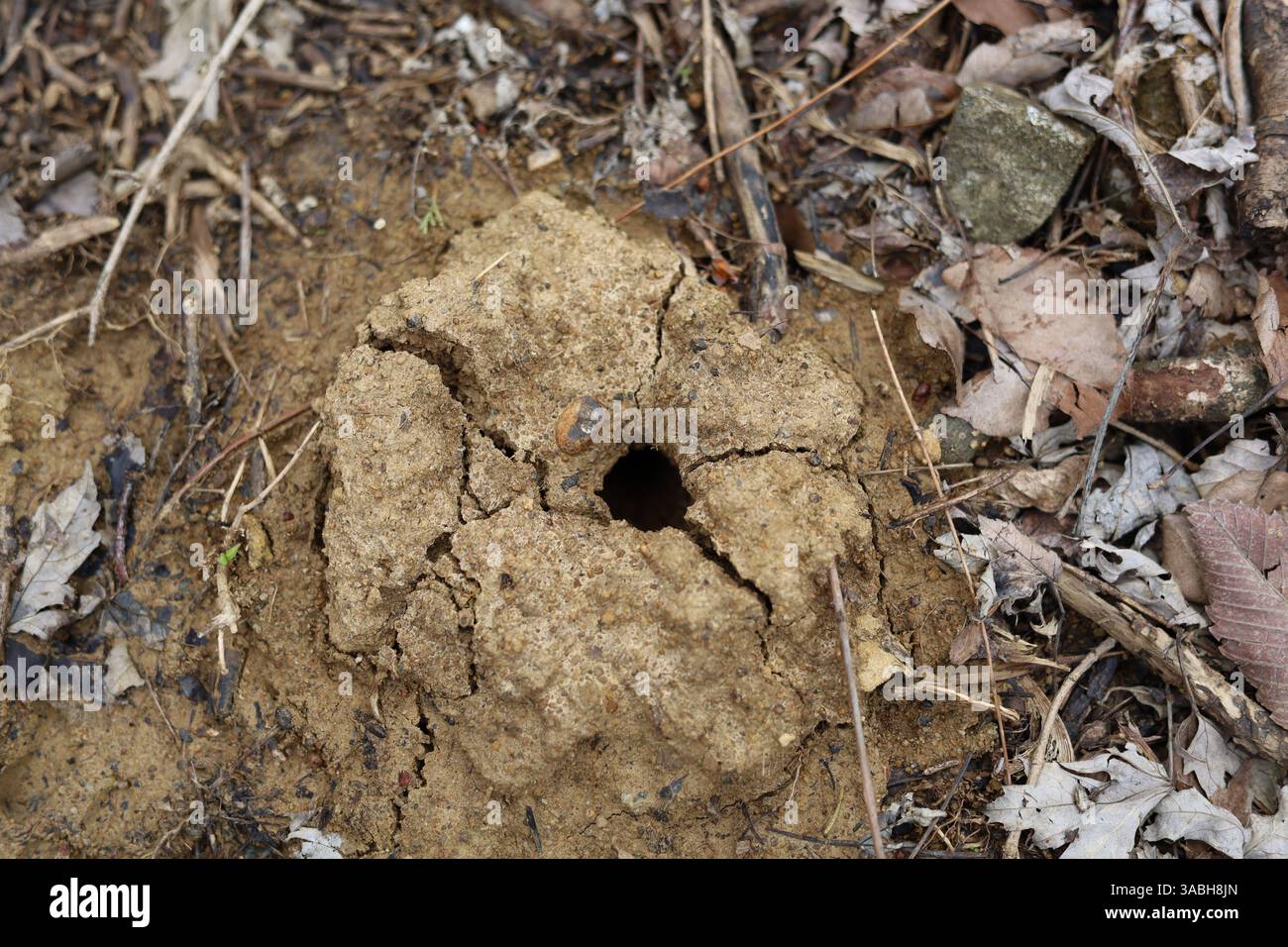 Tierisches Loch in zerrissenem trockenem Schmutz Stockfoto