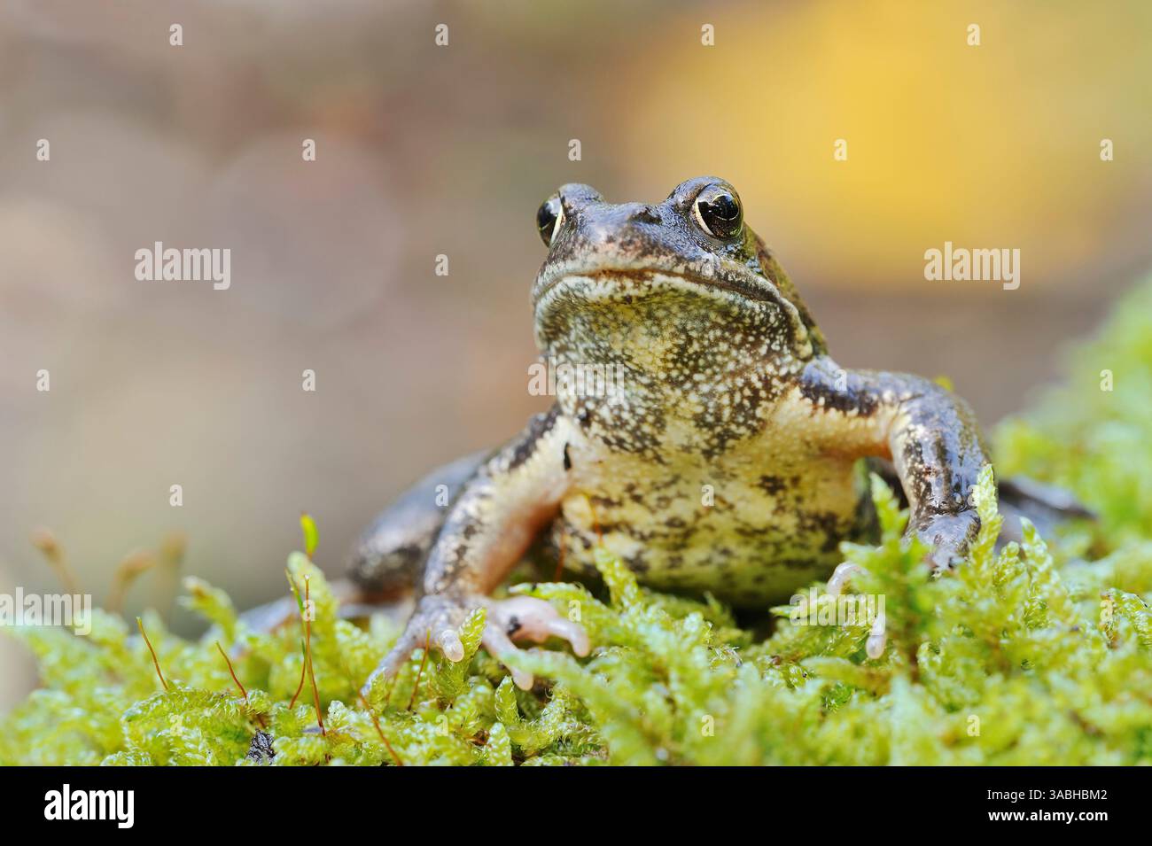 Europäischer gemeiner Frosch (Rana temporaria), Deutschland | Grasfrosch (Rana temporaria), Deutschland Stockfoto