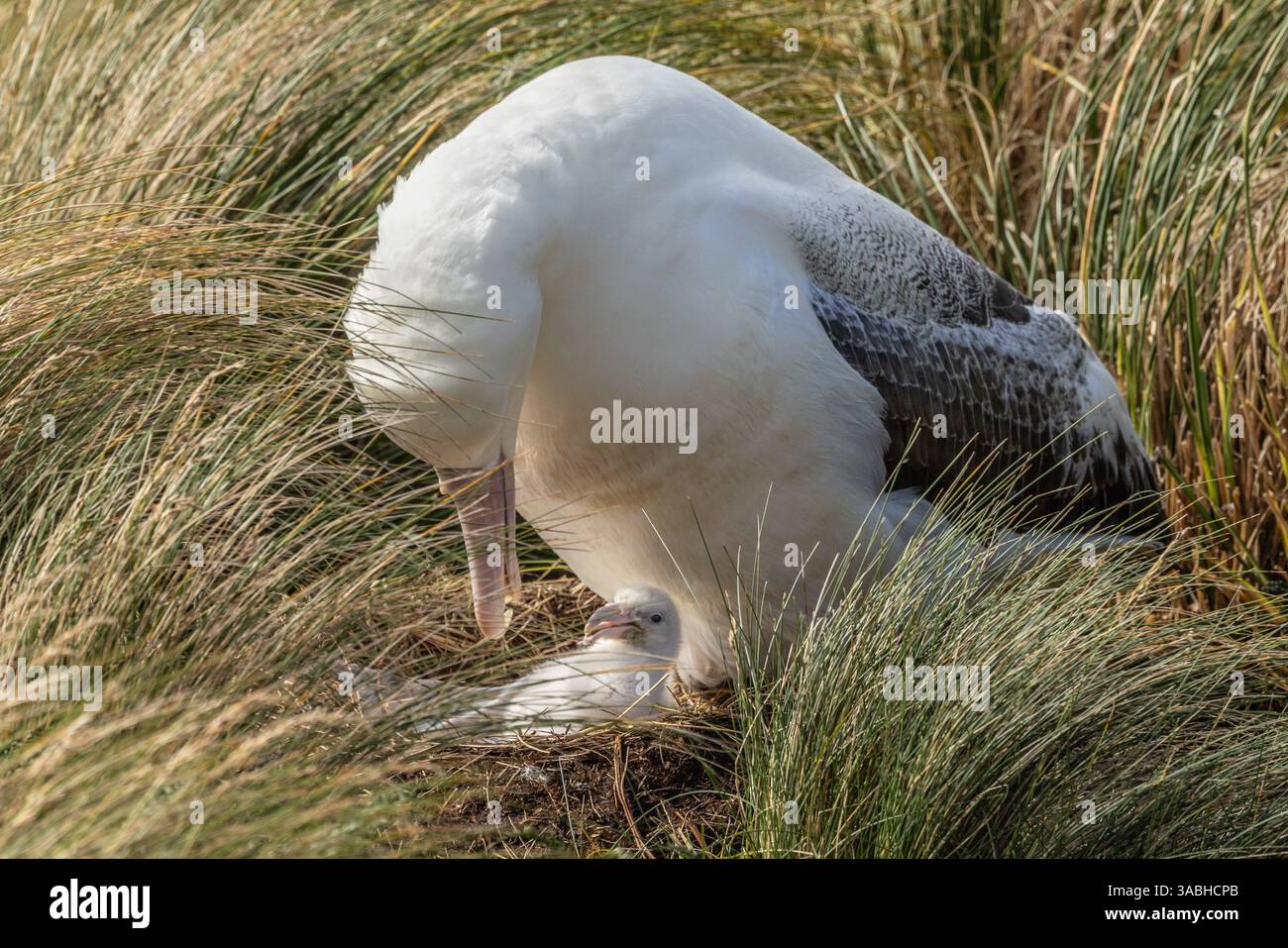 Southern Royal Albatross und Nisting Chick am Hilltop Saddle of Col-Lyall Track, Campbell Island, Neuseeland Stockfoto