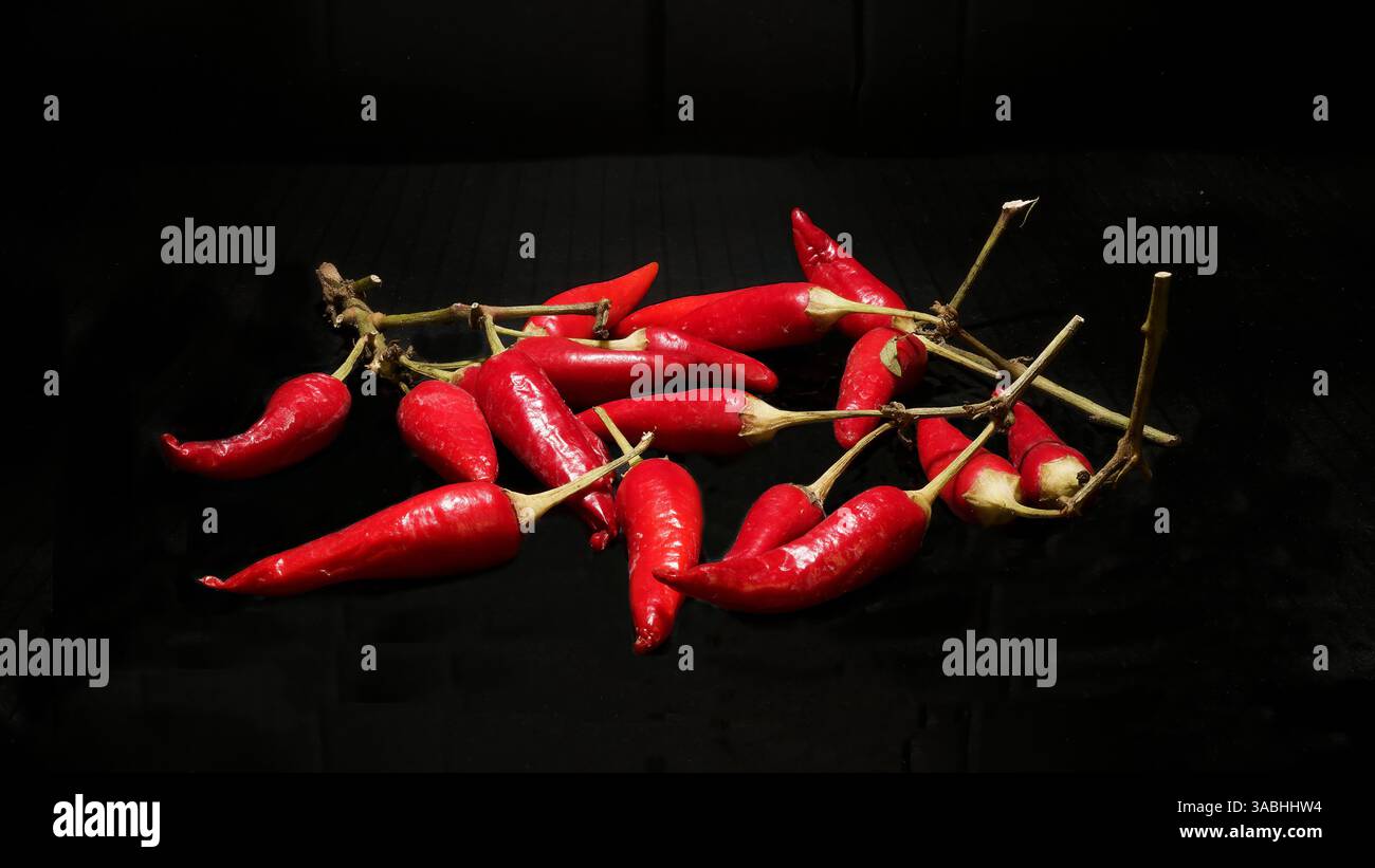 Rote Chili-Paprika in einer dunklen minimalistischen Komposition Stockfoto