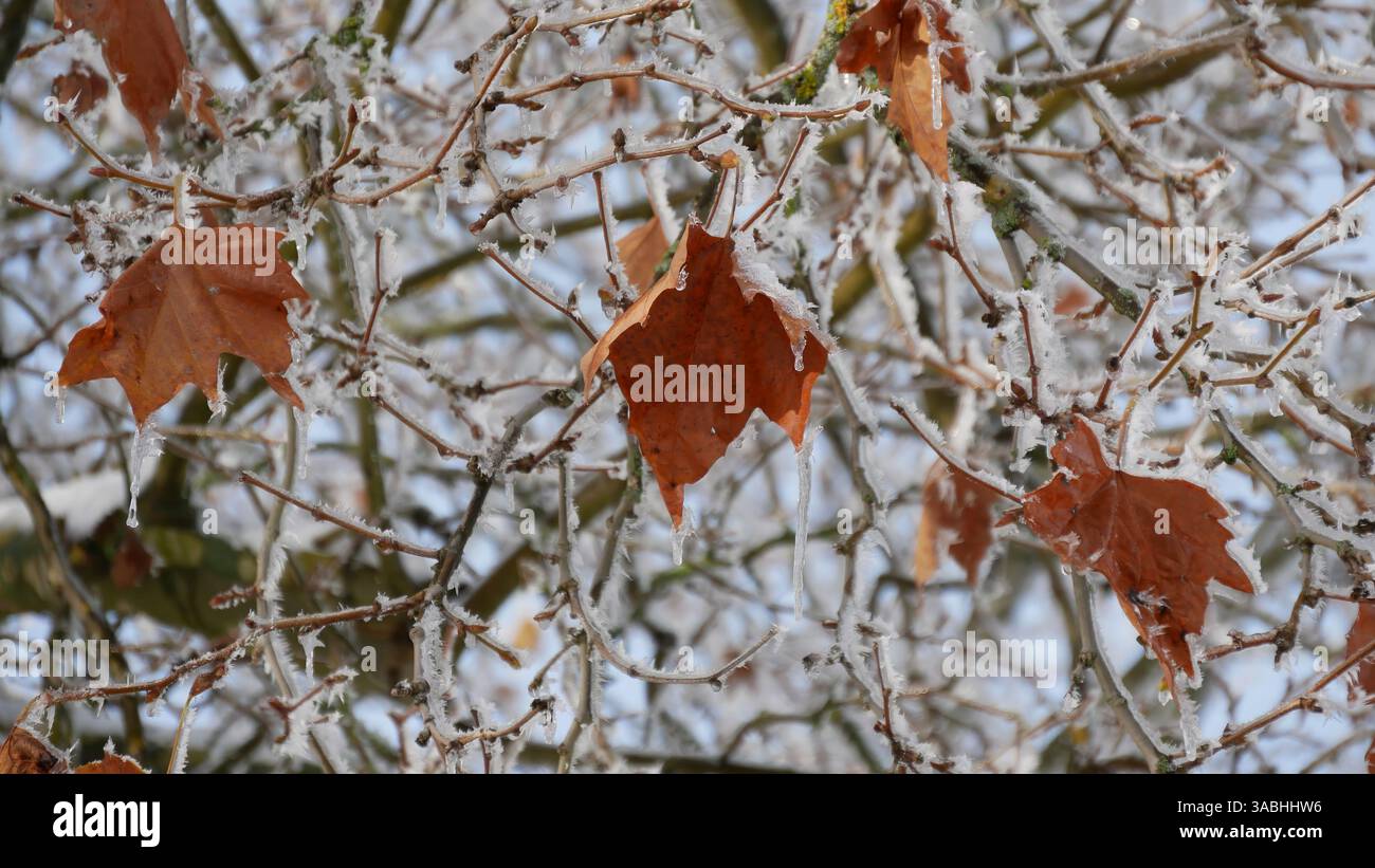 Frosted Brown Leaves auf Baumzweigen während der Wintersaison Stockfoto