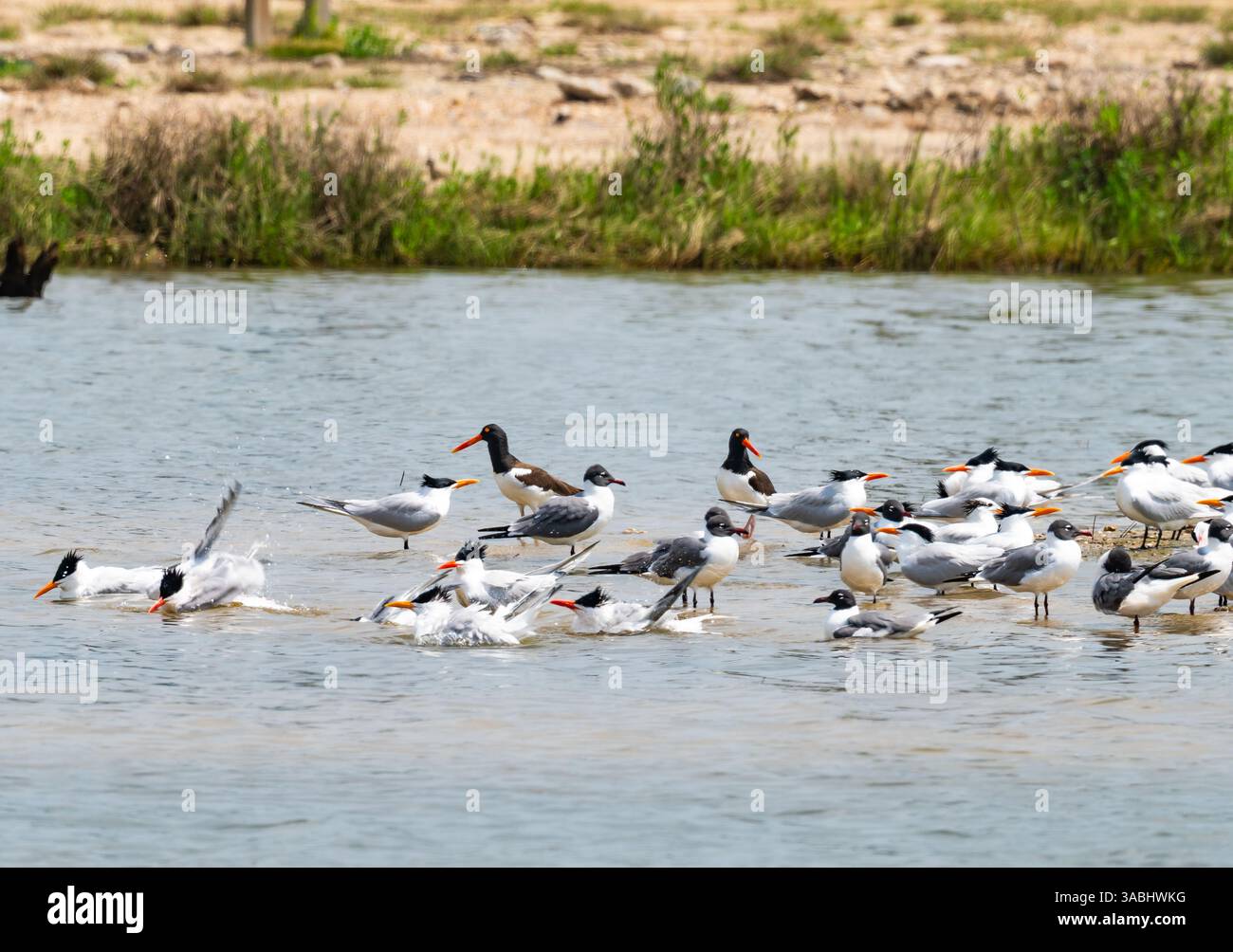 Küstenvögel entlang der Küste. Galveston, Texas, USA. Stockfoto