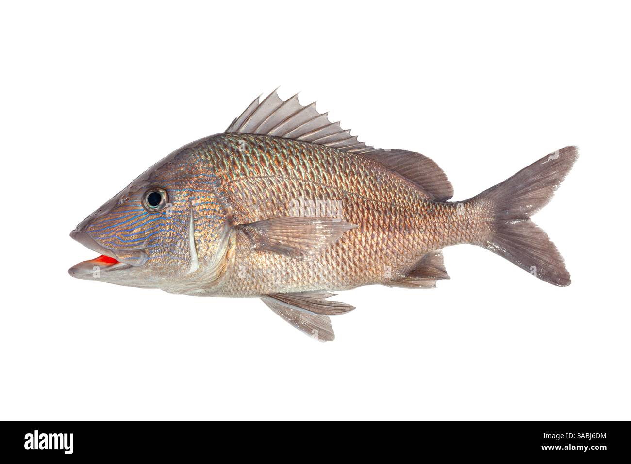 Ein frisch gefangener weißer Grunzer Salzwasserfisch, isoliert auf weißem Hintergrund Stockfoto