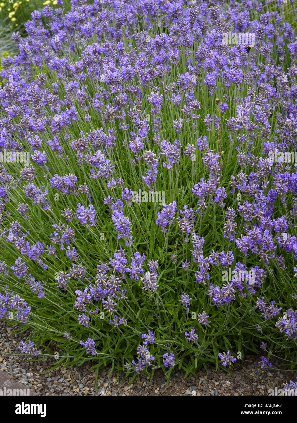 Englischer Lavendel auf krautiger Grenze (blühender Sträucher, um Bienen zu Pollen anzulocken) - umweltfreundliches Landgartenbeet, West Yorkshire, England Großbritannien. Stockfoto