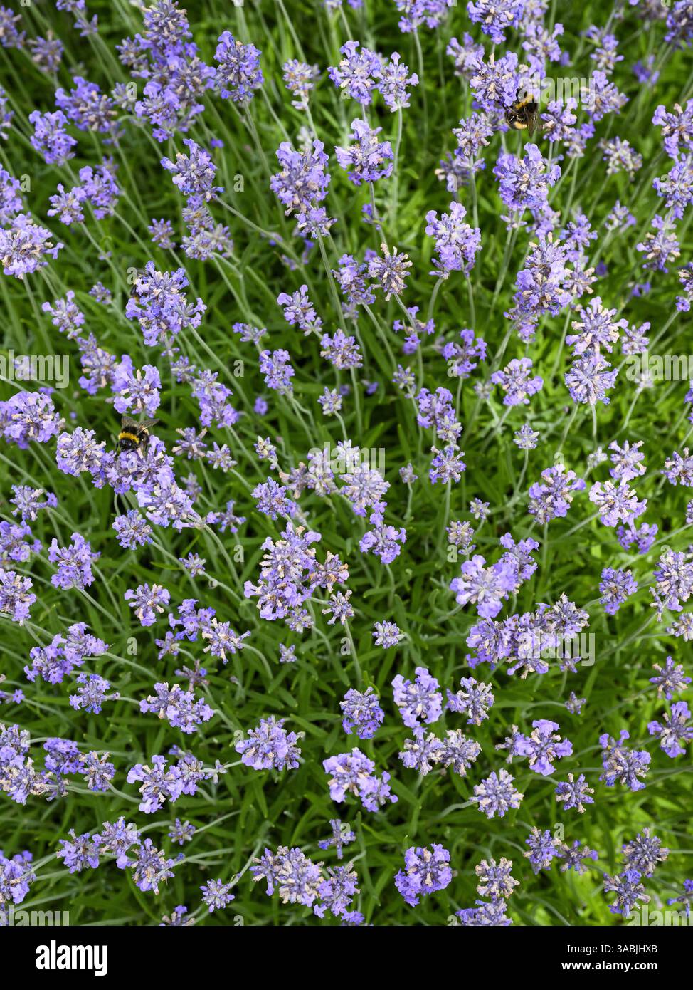 Englischer Lavendel (lila blühende Sträucher) und Weissschwanzhummel (Bombus lucorum) Nahaufnahme - Country Garden Flowerbed, West Yorkshire, England Großbritannien. Stockfoto