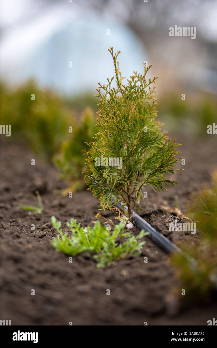 Junger Thuja-Keimling mit Bewsserungssystem, verschwommener Hintergrund  Stockfotografie - Alamy