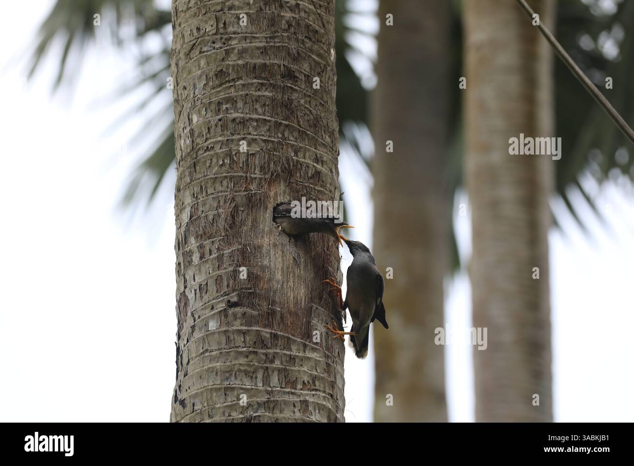 Mutter Myna füttert ihre Küken. Stockfoto