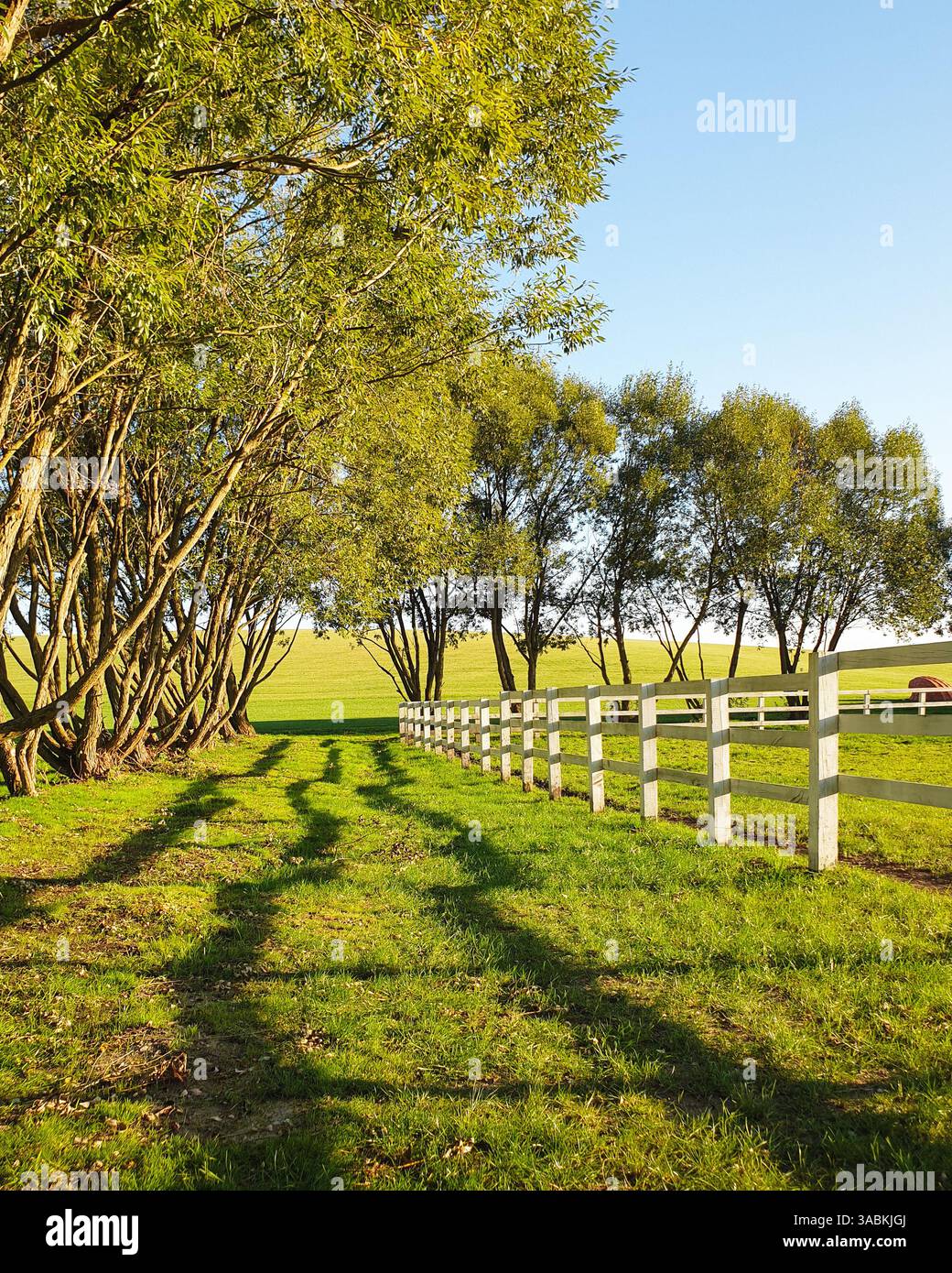 Grasweg zwischen weißem Holzzaun und einer Reihe von Bäumen. Ackerland am Oktobernachmittag, mit Pferdezaun und grünen Feldern im Hintergrund. Stockfoto