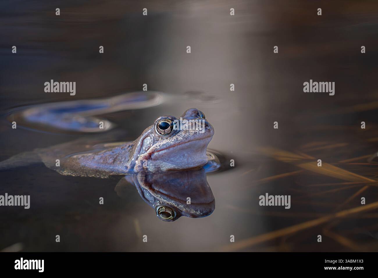 Männlicher gemeiner Frosch während der Brutsaison, der die Ehescheibe und einen blauen Grauton zeigt. Gewöhnlicher Frosch oder Grasfrosch (Rana temporaria). Stockfoto