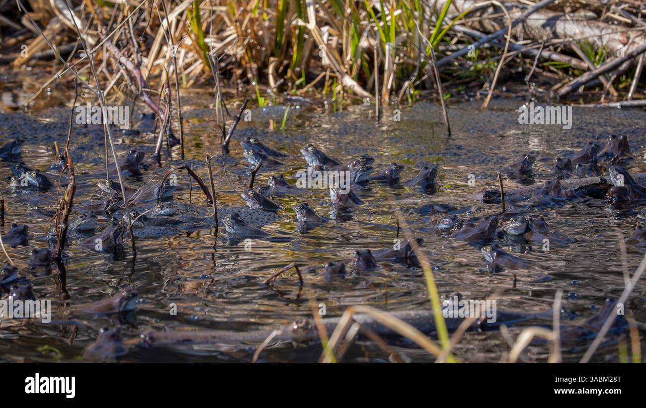 Häufiges Froschmassenlaichereignis in freier Wildbahn. Männliche und weibliche Frösche in einem Teich in der Brutsaison mit Froschlaiche. Stockfoto