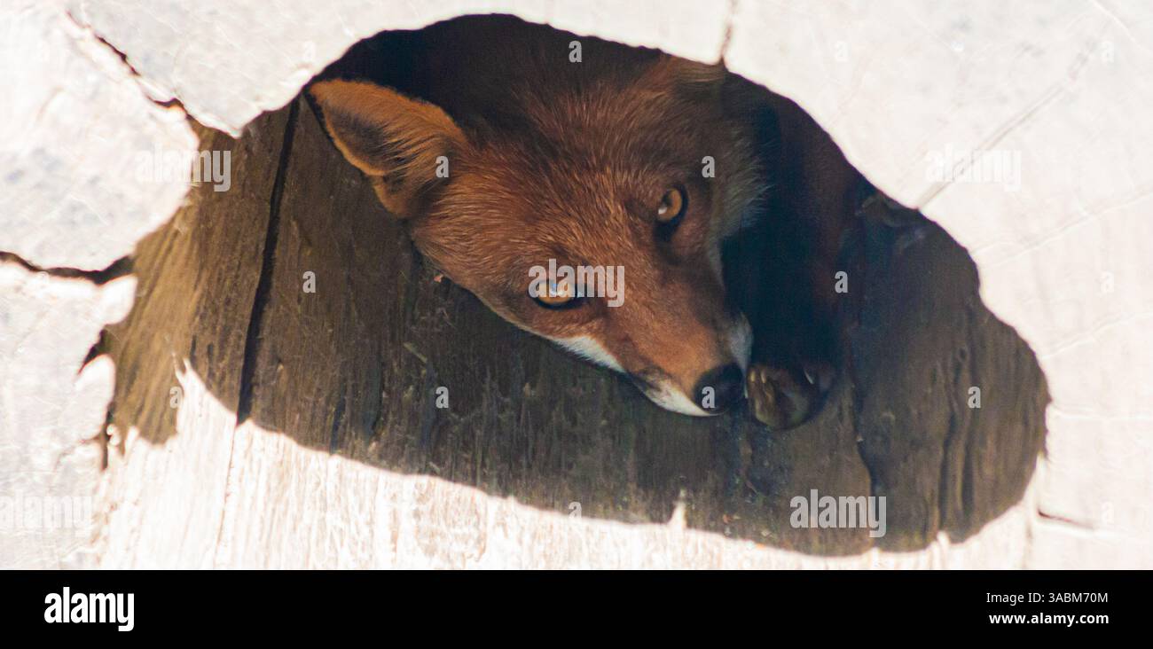 Rotfuchs Jagd, versteckt in einem Baum, in der Kamera. Wildtiere, Vulpes vulpes Tier. Stockfoto