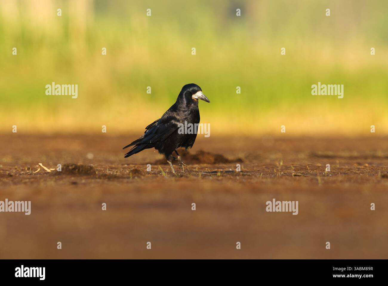 Der Turm (Corvus frugilegus) sucht im Sommer in den Feuchtgebieten nach Nahrung. Stockfoto