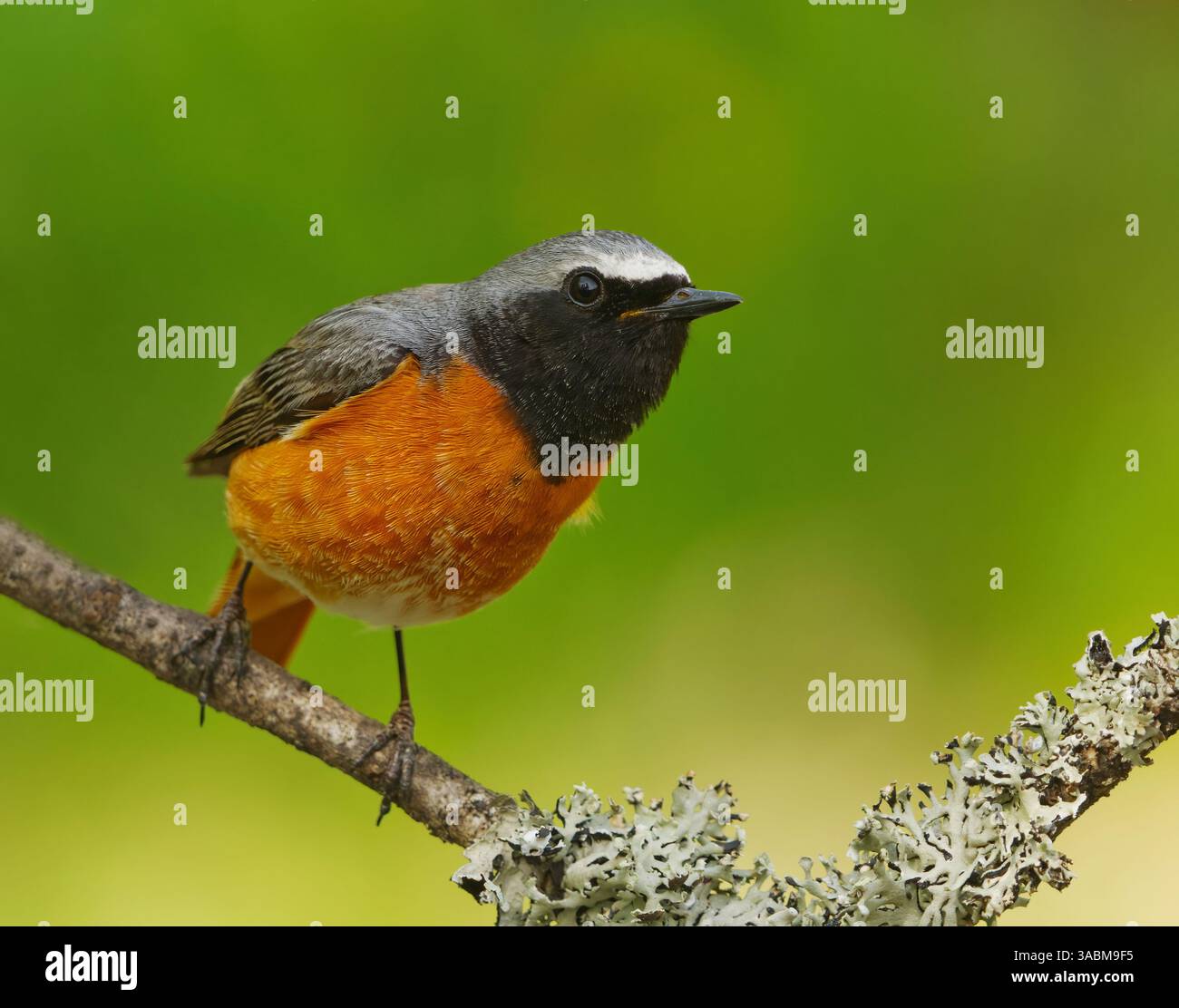 Gemeinsamer Rotschurn (Phoenicurus phoenicurus) männliche Nahaufnahme, die im Frühjahr auf einem Ast sitzt. Stockfoto