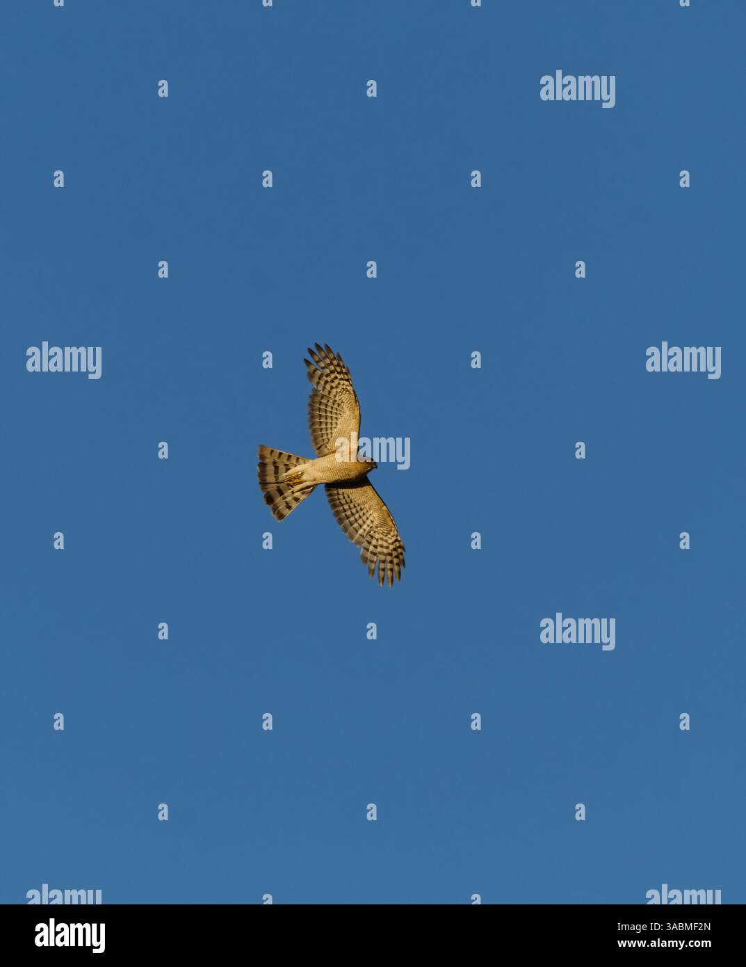 Eurasischer sparrowhawk (Accipiter nisus) fliegt im Sommer am blauen Himmel. Stockfoto