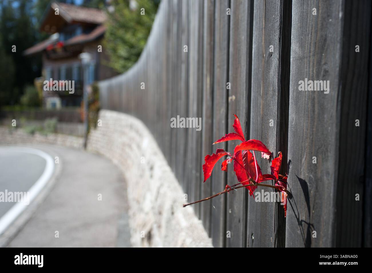 Bozen Norditalien Pflanzen durch Zaun Stockfoto