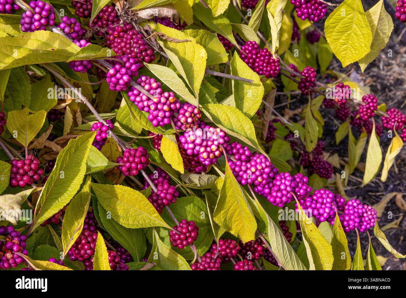 Ein Laubstrauch aus der südöstlichen U. S, Kuba und Bermuda gehören zur Mint-Familie. Stockfoto