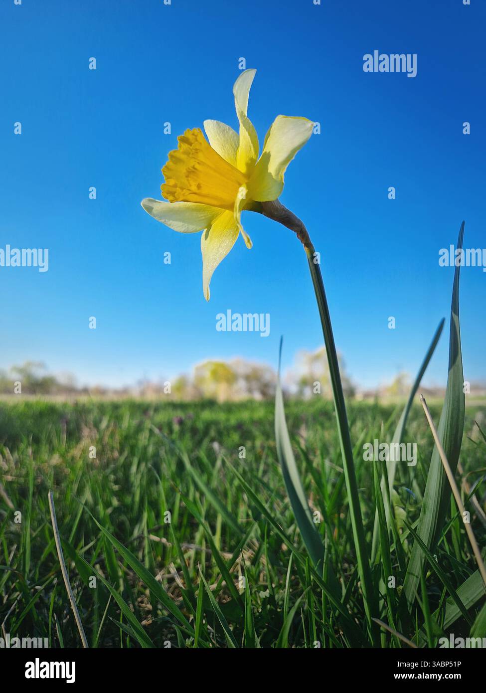 Wilde Narzissen blühen auf einer grünen Grasweide an einem sonnigen Frühlingstag. Gelbes Narzissen-Pflanze-Frühlingsjonquil-Symbol Stockfoto