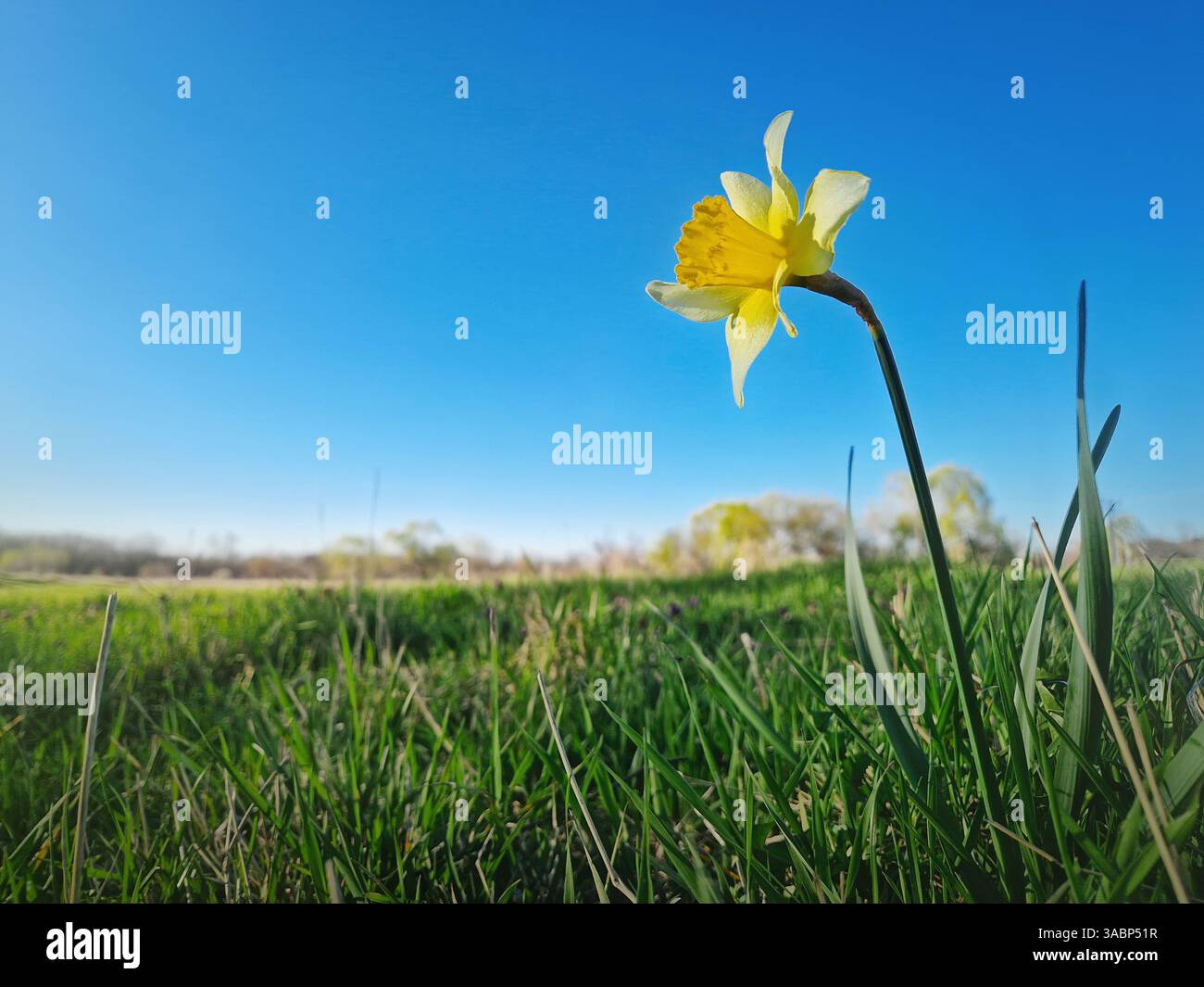 Wilde Narzissen blühen auf einer grünen Grasweide an einem sonnigen Frühlingstag. Gelbes Narzissen-Pflanze-Frühlingsjonquil-Symbol - Smartphone-aufgenommenes Stockfoto