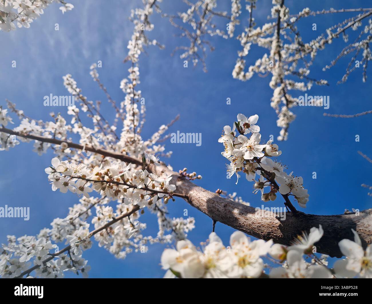 Blühender Pflaumenbaum mit Zweigen voller sanfter weißer Blüten, die im Frühlingswind schweben, mit Blick auf den sonnigen blauen Himmel - Smartphone-aufgenommenes Stockfoto