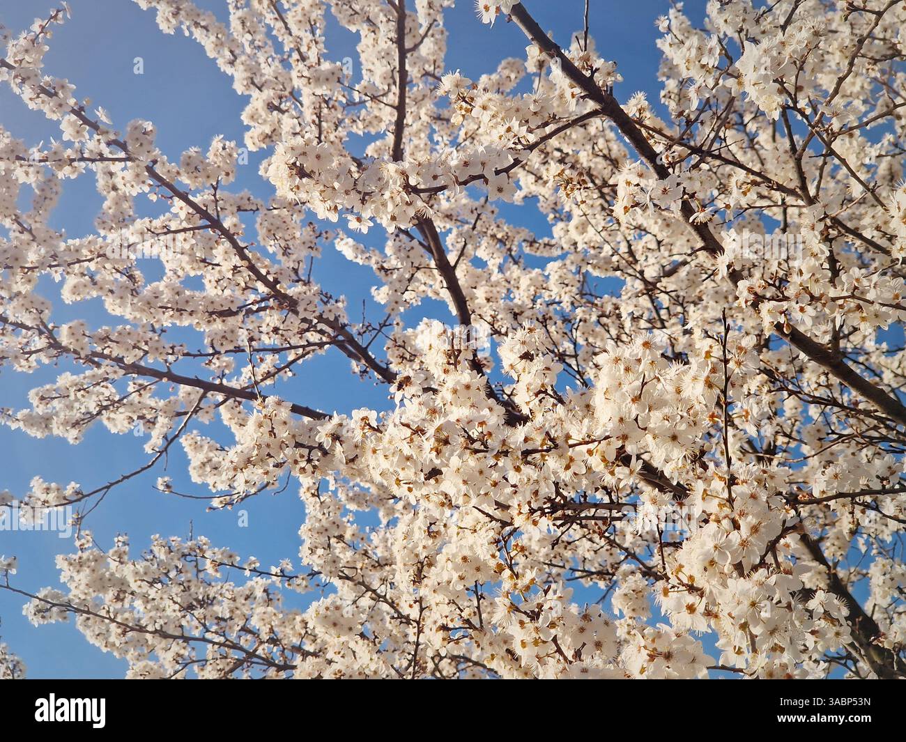 Blühende Pflaumenbaumstruktur mit Zweigen voller sanfter weißer Blumen und Blick auf den sonnigen blauen Himmel Hintergrund - Smartphone-aufgenommenes Stockfoto