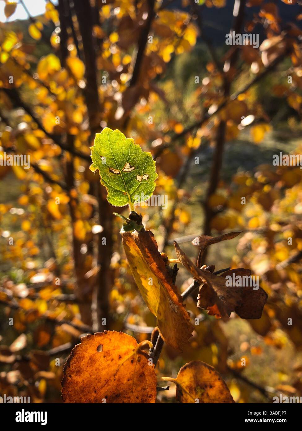 Grünes Blatt zwischen Gelb. Stockfoto