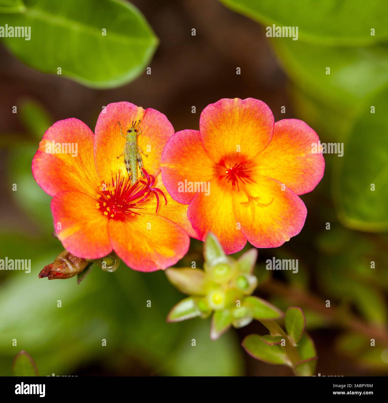 Lebhafte Orangenblüten der saftigen Pflanze Portulaca grandiflora mit Heuschrecken auf Blütenblättern - auf dem Hintergrund grüner Blätter - in Australien Stockfoto