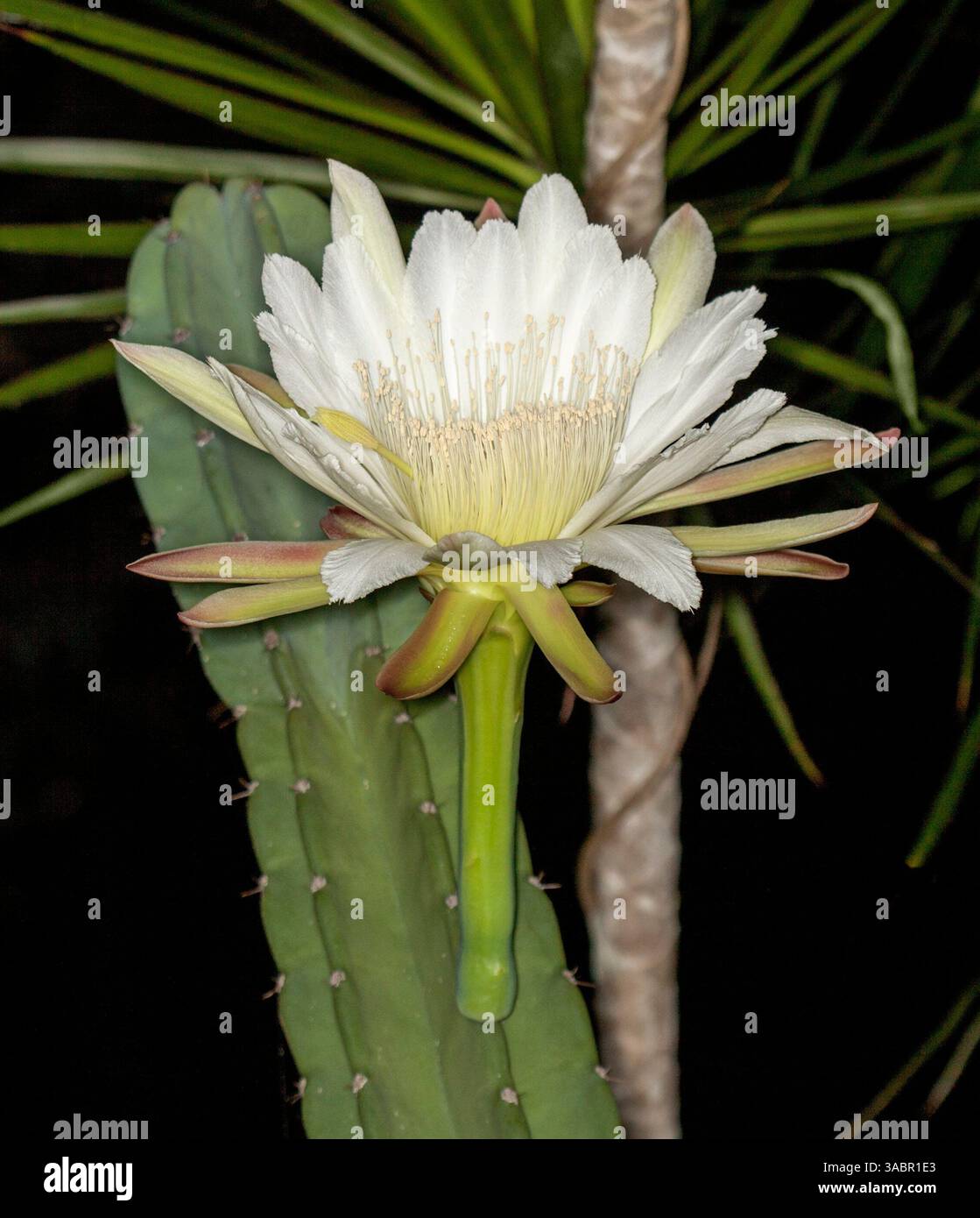mammillaria gracilis oruga Mammillaria gracilis cv. oruga | Plants main image 0