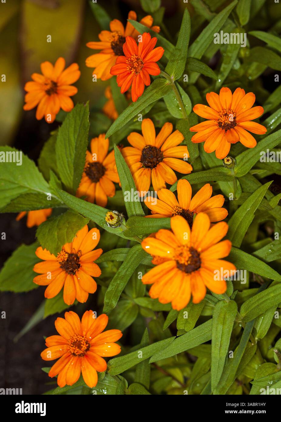 Cluster von mehrjährigen Zinnien, mit lebhaften orangen Blüten und hellgrünen Blättern, in Australien Stockfoto