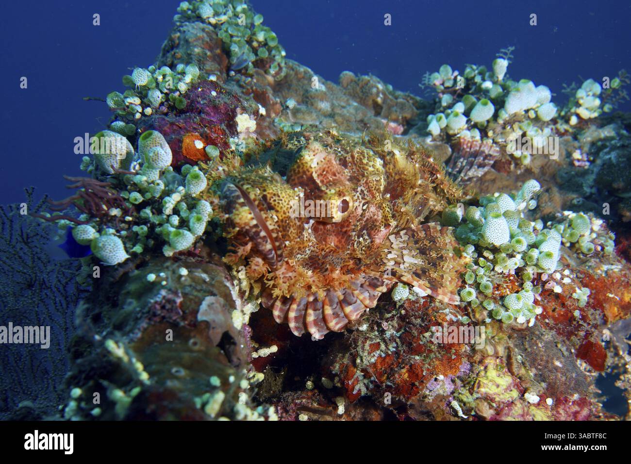 Ein Papuanischer Skorpionfisch (Scorpaenopsis papuensis) versteckt sich zwischen farbenfrohen Korallen und Meereslebewesen, Tauchplatz USAT Liberty, Tulamben, Bali, Indonesien, Asien Stockfoto