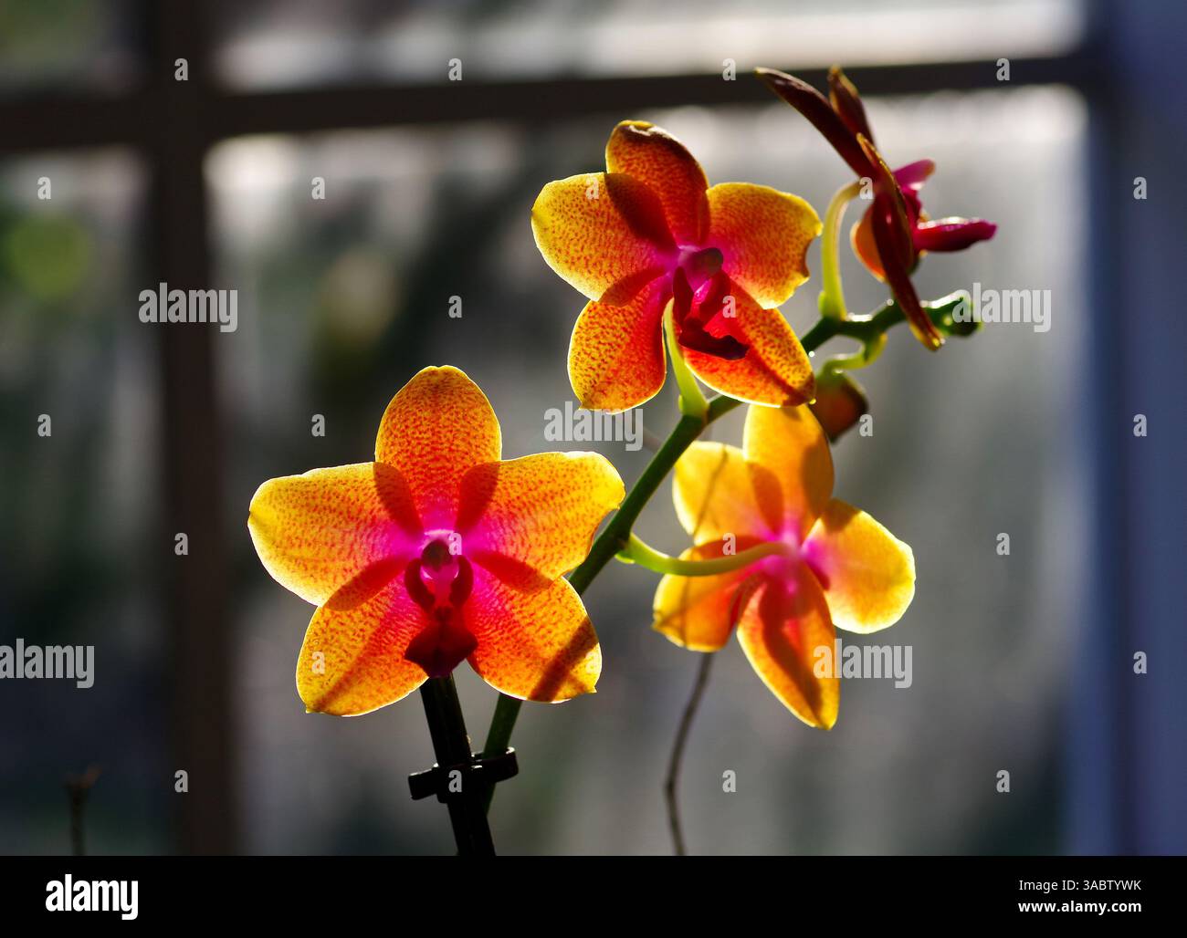Vielschichtige Phalaenopsis Stockfoto